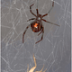 Image for article titled Scientists Analyzed Spiderweb DNA, and the Results Are Super Creepy